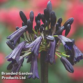 Agapanthus Black Magic