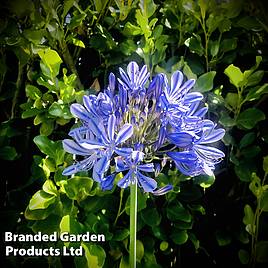 Agapanthus Blue Umbrella