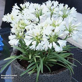 Agapanthus Double Diamond