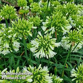 Agapanthus Emerald Ice