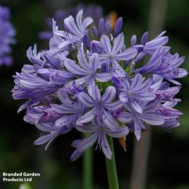 Agapanthus Jacaranda