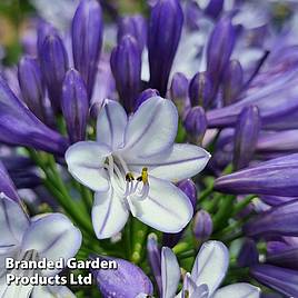 Agapanthus Midnight Moon