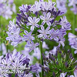 Agapanthus Poppin Star