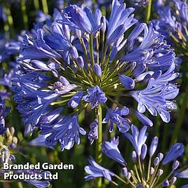 Agapanthus Seastorm