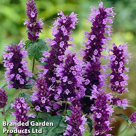 Agastache Little Adder