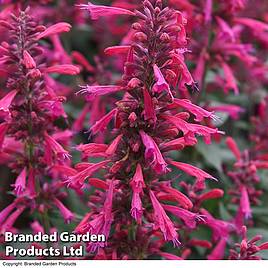 Agastache Morello