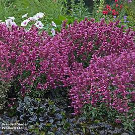 Agastache rupestris Rosie Posie