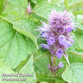 Agastache rugosa