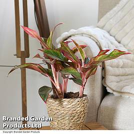 Aglaonema Crete