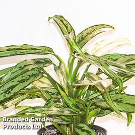 Aglaonema Cutlass