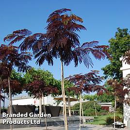 Albizia julibrissin Summer Chocolate