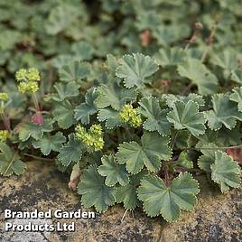 Alchemilla erythropoda