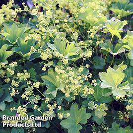 Alchemilla mollis Robustica