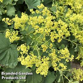 Alchemilla mollis Thriller