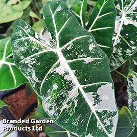 Alocasia cuprea Frydek Variegata