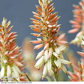 Aloe Safari Sunrise