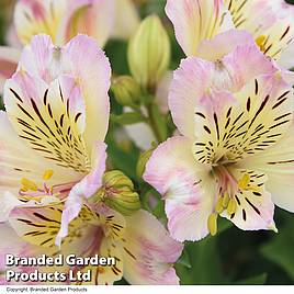 Alstroemeria Beach Valley