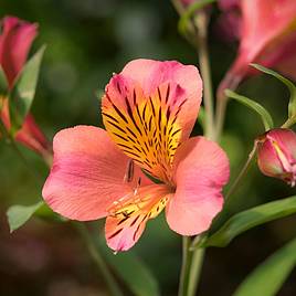 Alstroemeria Malaga Valley