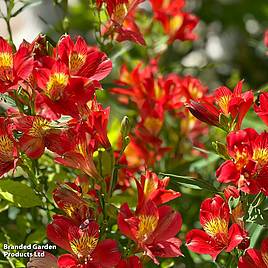 Alstroemeria Summer Pepper