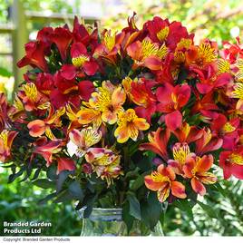 Alstroemeria Summer Trio