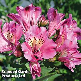 Alstroemeria Summer Saint