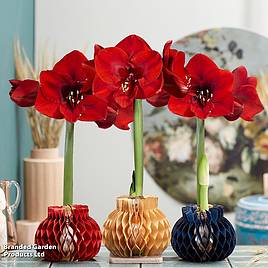 Amaryllis Jolie - Gift