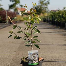 Amelanchier Ballerina