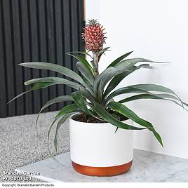 Pineapple Plant Rosita