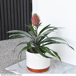 Pineapple Plant Rosita