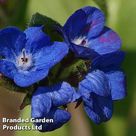 Anchusa Azurea Loddon Royalist