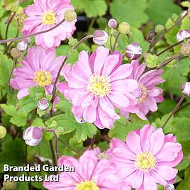 Anemone hupehensis var. japonica Pamina