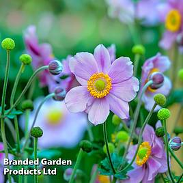 Anemone hupehensis Praecox