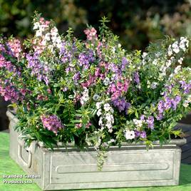 Angelonia Serena Mix