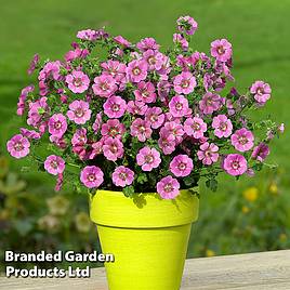 Anisodontea Elegans Princess