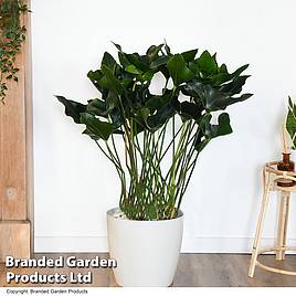 Anthurium Arrow in hydro pot