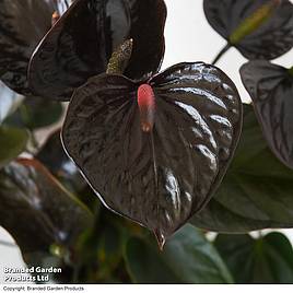 Anthurium Black Love