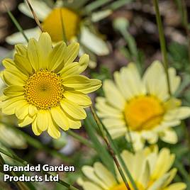 Anthemis tinctoria E.C. Buxton