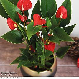 Anthurium Million Flower