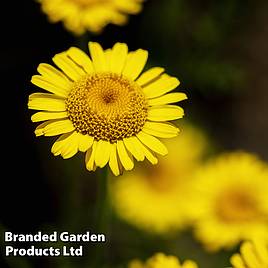 Anthemis tinctoria Kelwayi