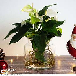 Anthurium Aqua - Gift