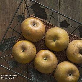 Apple Egremont Russet