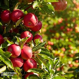 Apple Paradice Gold