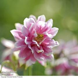 Aquilegia vulgaris var. stellata Nora Barlow