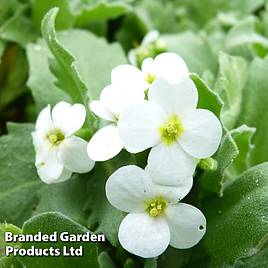 Arabis caucasica Pixie Cream