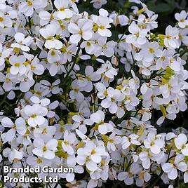 Arabis caucasica Snowcap