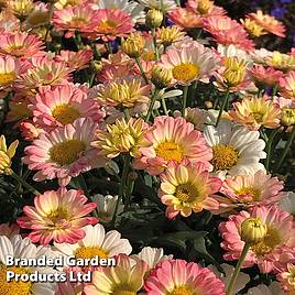 Argyranthemum Aramis Apricot (Aramis Series)