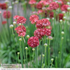 Armeria Ballerina Red - Seeds