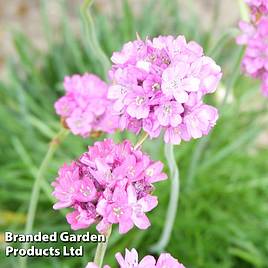 Armeria maritima Splendens