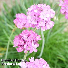 Armeria maritima