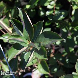 Aronia x prunifolia Brilliant